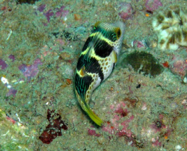 Canthigaster valentini 00282.JPG